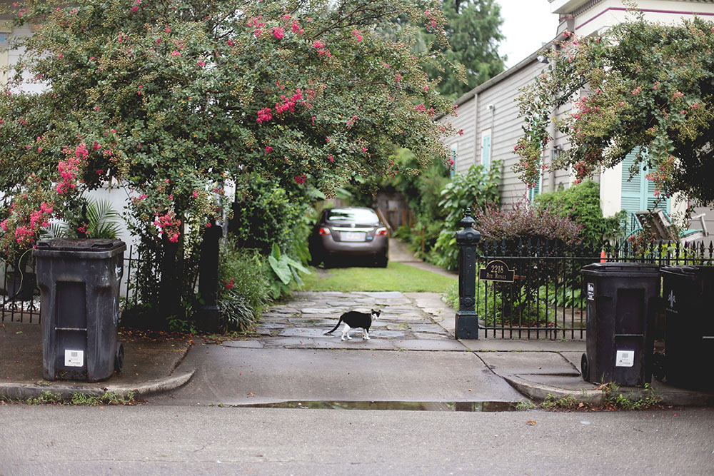 new-orleans-kitty