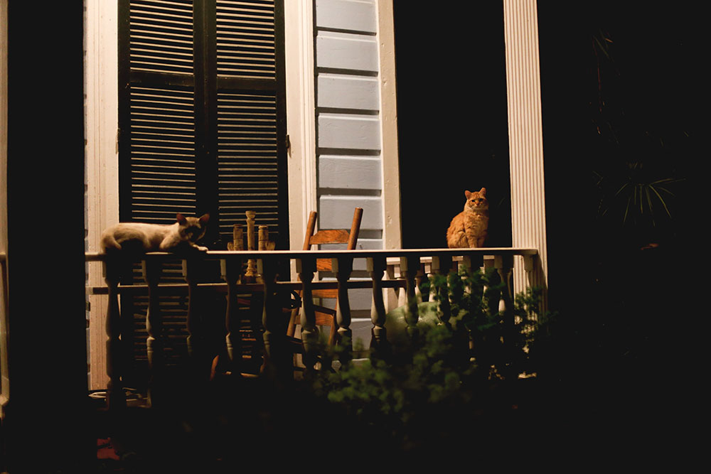 new-orleans-photography-cats